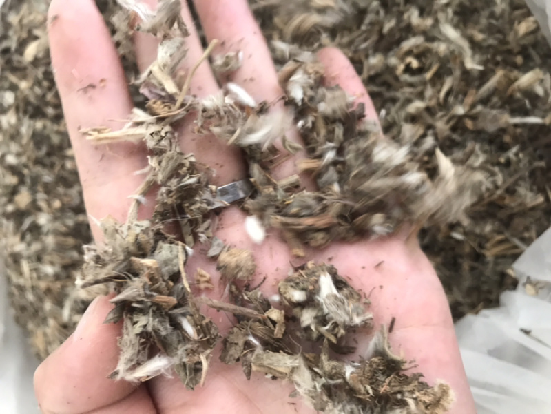 白头翁白头公野丈人保庆药业批发白头翁实物拍摄