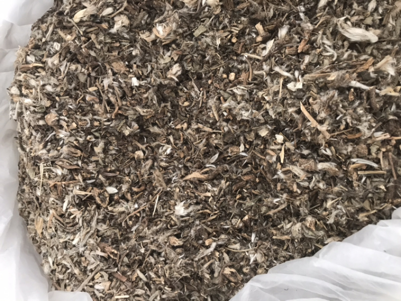 白头翁白头公野丈人保庆药业批发白头翁实物拍摄