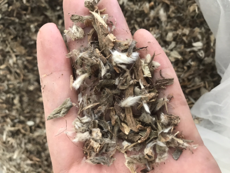 白头翁白头公野丈人保庆药业批发白头翁实物拍摄