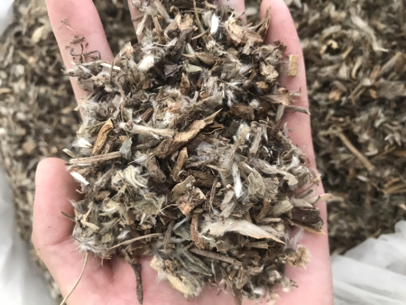 白头翁白头公野丈人保庆药业批发白头翁实物拍摄