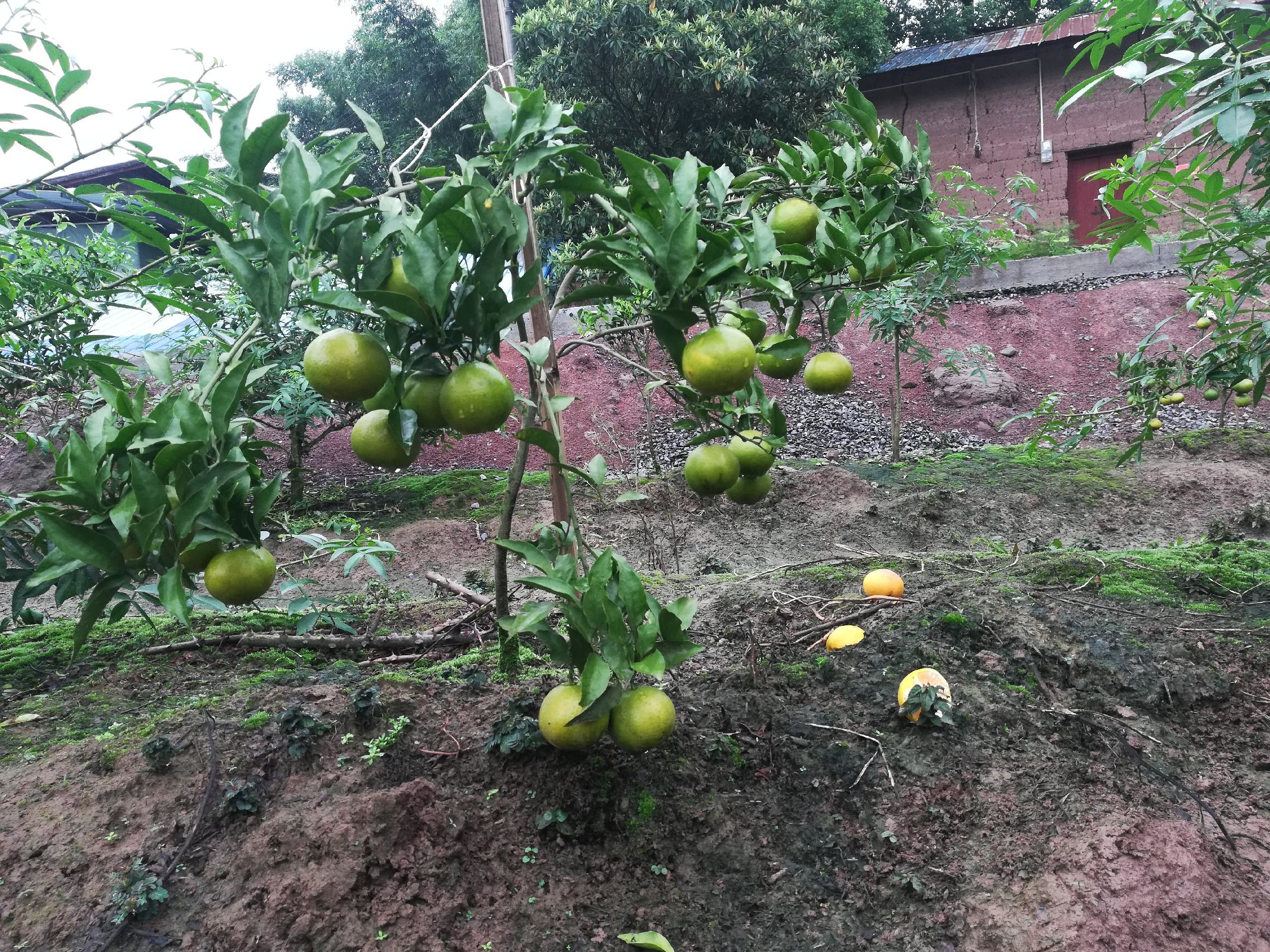 小青柑泡发调味罐