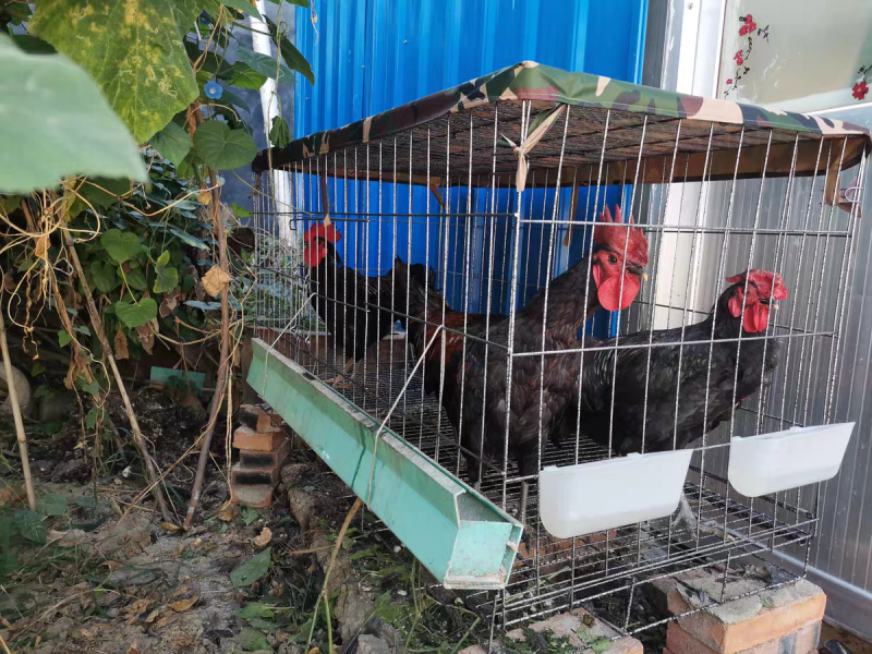 全新加密特大号养殖鸡笼折叠狗笼家用蛋鸡笼