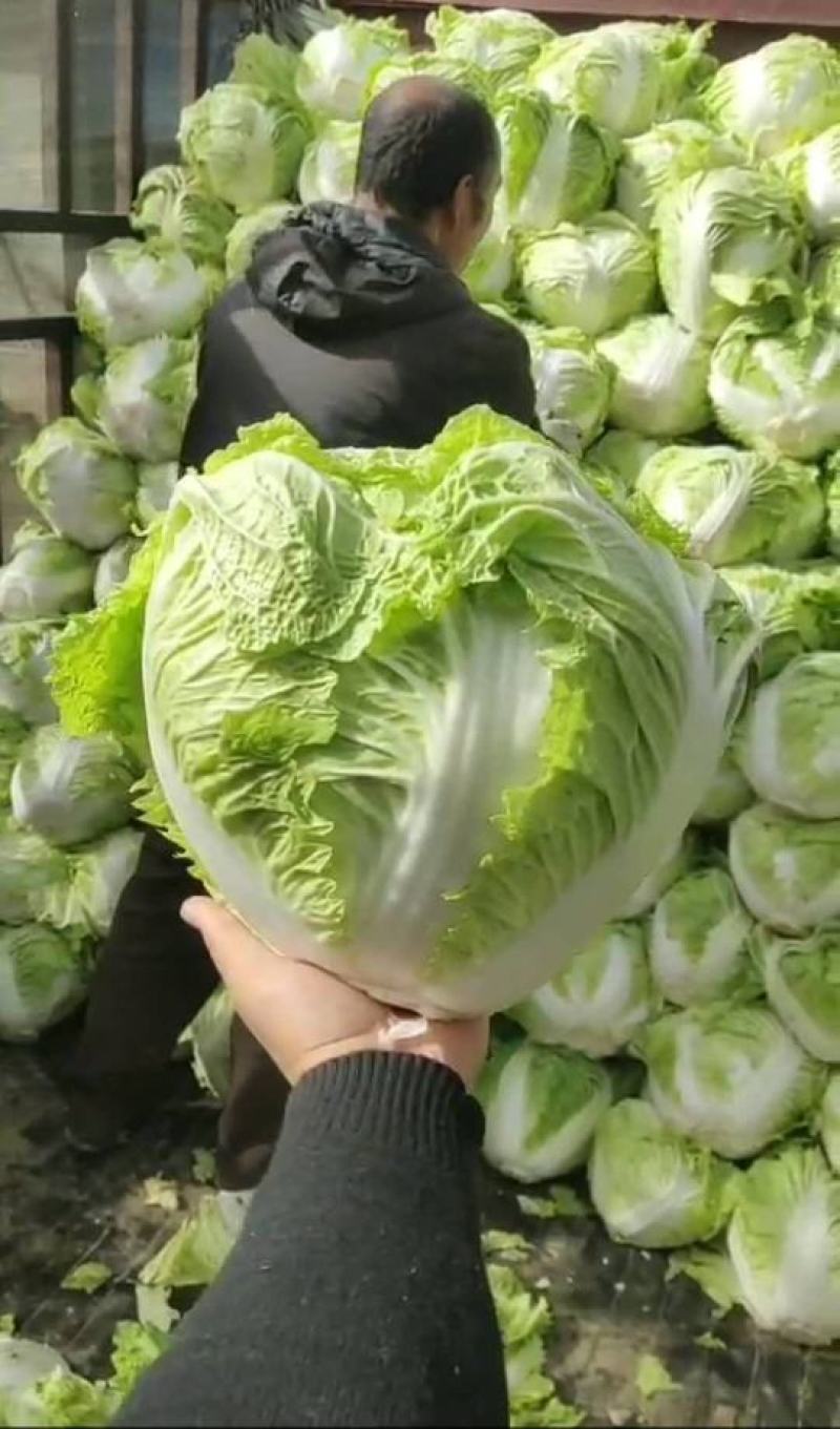 秦白2号白菜秦白二号白菜(袋装散)产地批发