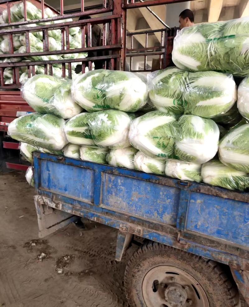 秦白2号白菜秦白二号白菜(袋装散)产地批发
