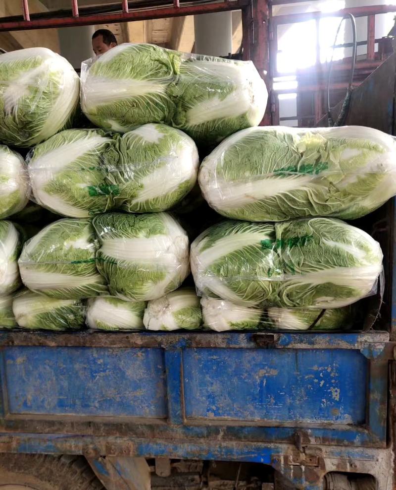 秦白2号白菜秦白二号白菜(袋装散)产地批发