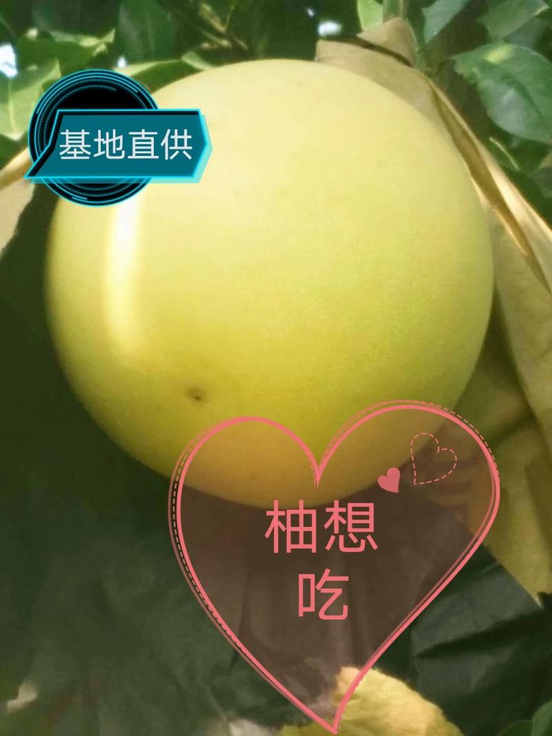 蜜柚，红心柚，大量供应电商果，欢迎订购！