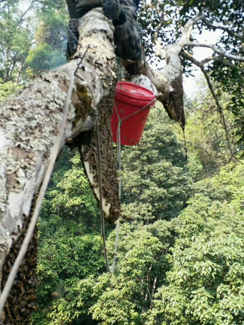 大挂蜜马叉蜂蜜树挂蜜野生蜂蜜