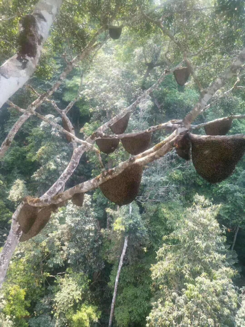 大挂蜜马叉蜂蜜树挂蜜野生蜂蜜