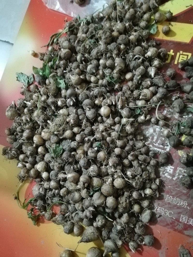野生通半夏种子（自挖数量有限）