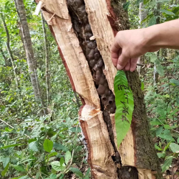 树酸蜂蜜野生蜂蜜无刺酸蜂