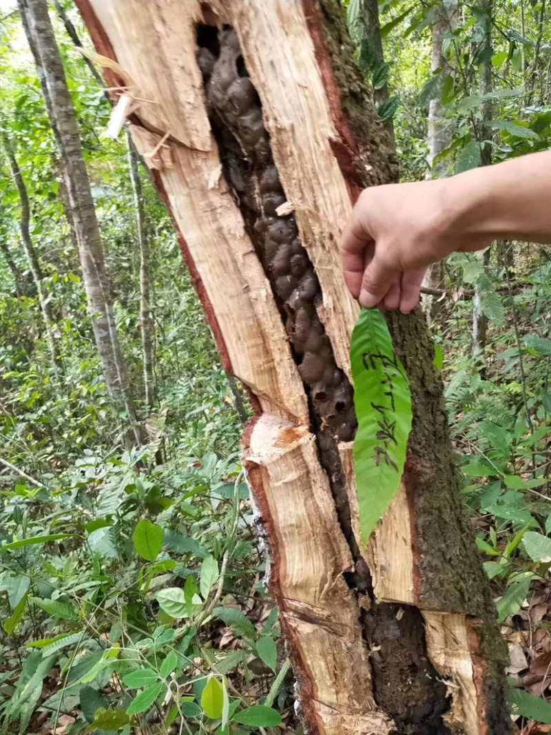 树酸蜂蜜野生蜂蜜无刺酸蜂