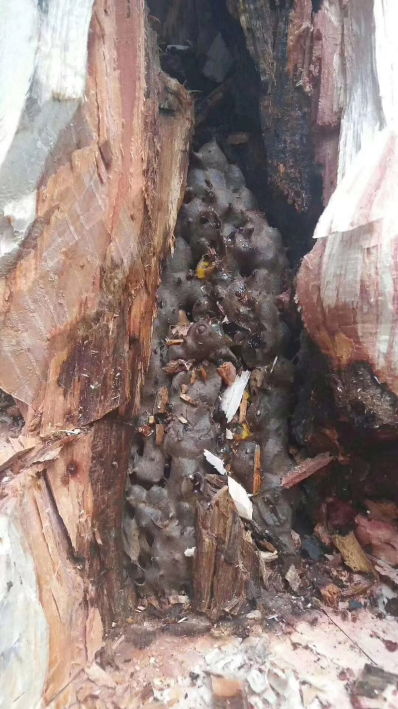 树酸蜂蜜野生蜂蜜无刺酸蜂