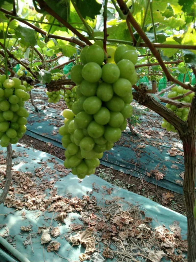 【精选】江苏阳光玫瑰葡萄基地一手货源产地直发欢迎咨询