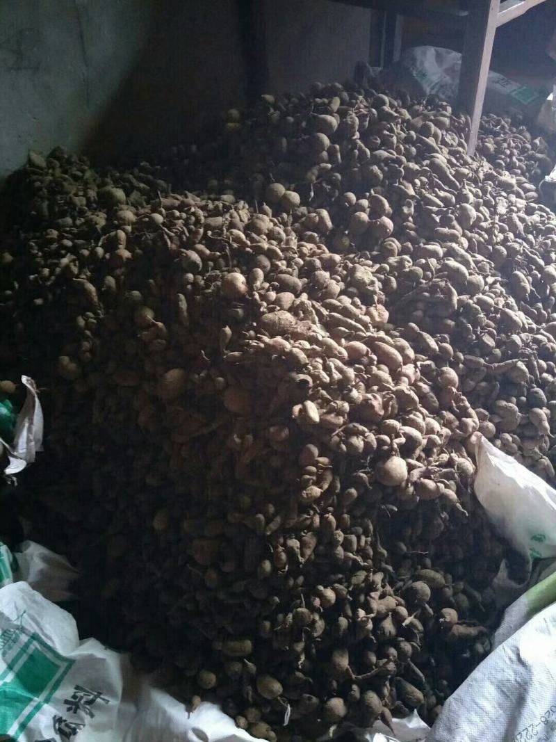 金果榄种球新鲜出芽率高