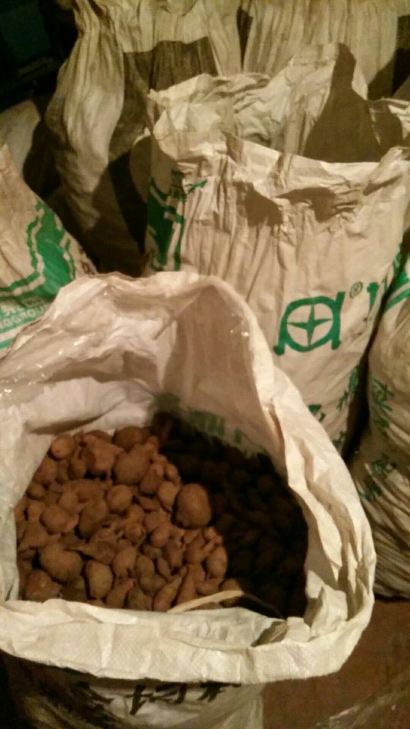 金果榄种球新鲜出芽率高