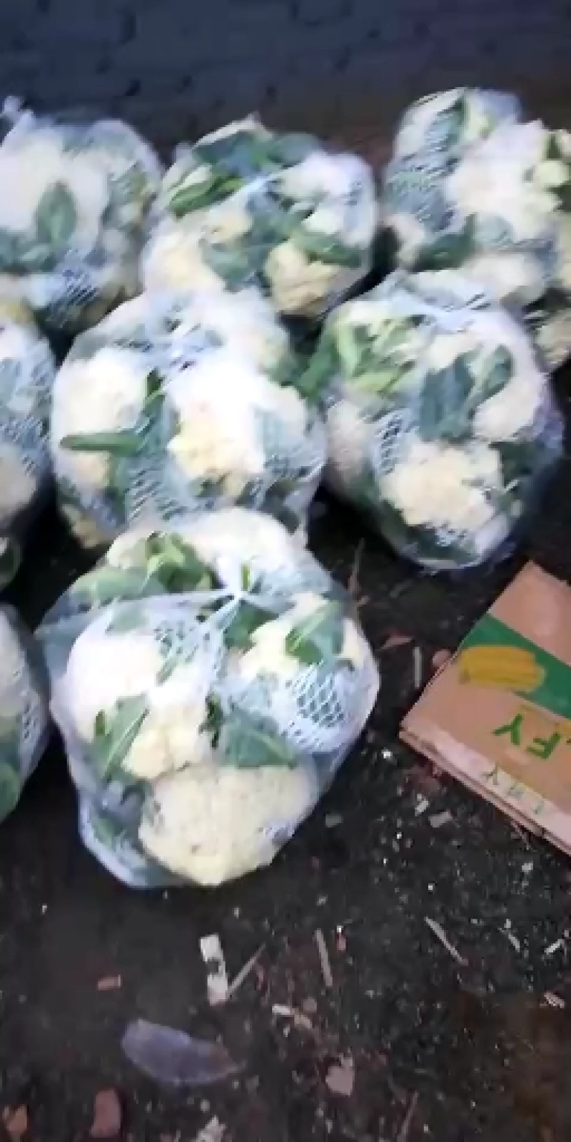 有机花菜松花菜实花新货上市青梗白面产地直销