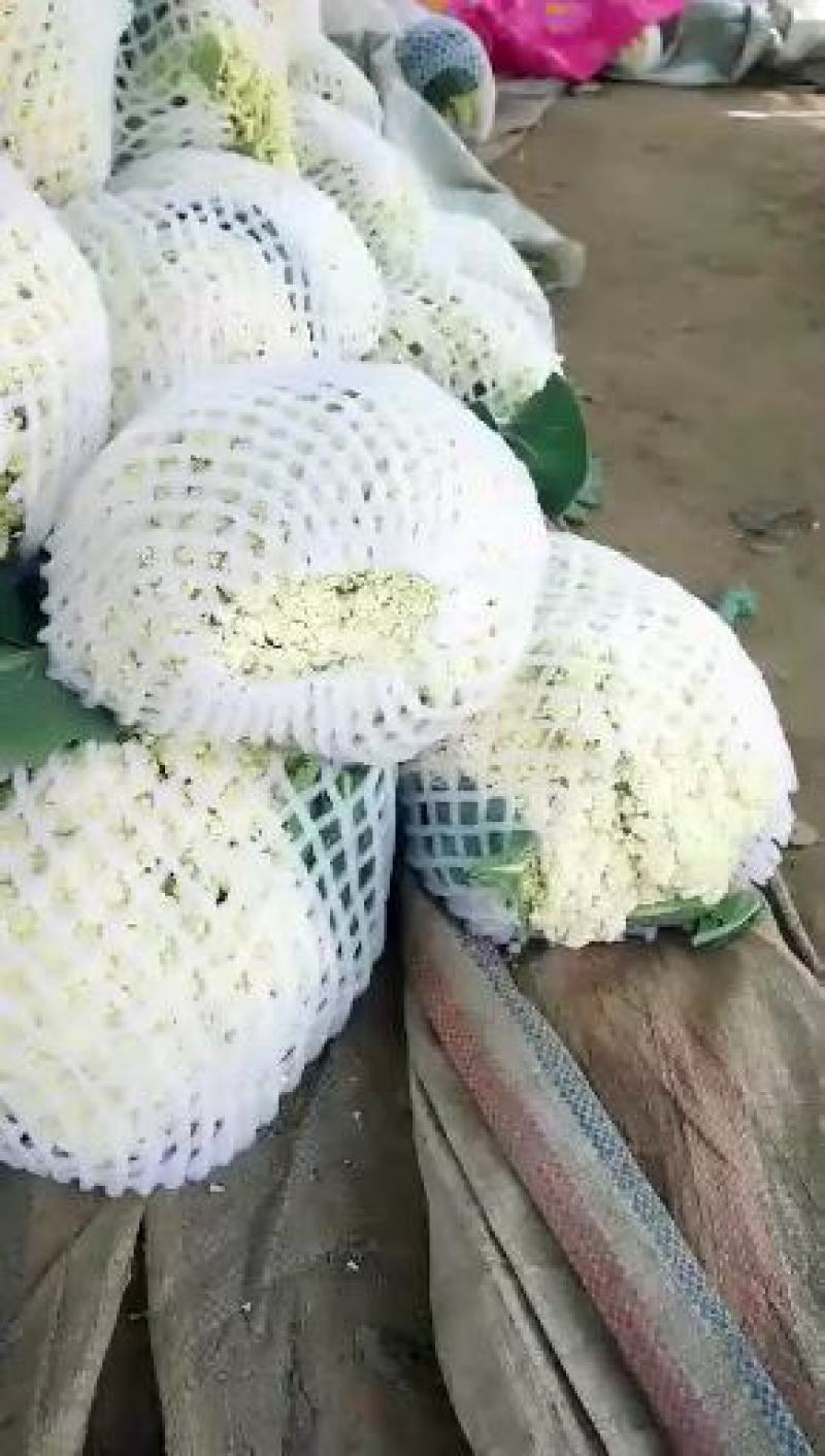有机花菜松花菜实花新货上市青梗白面产地直销