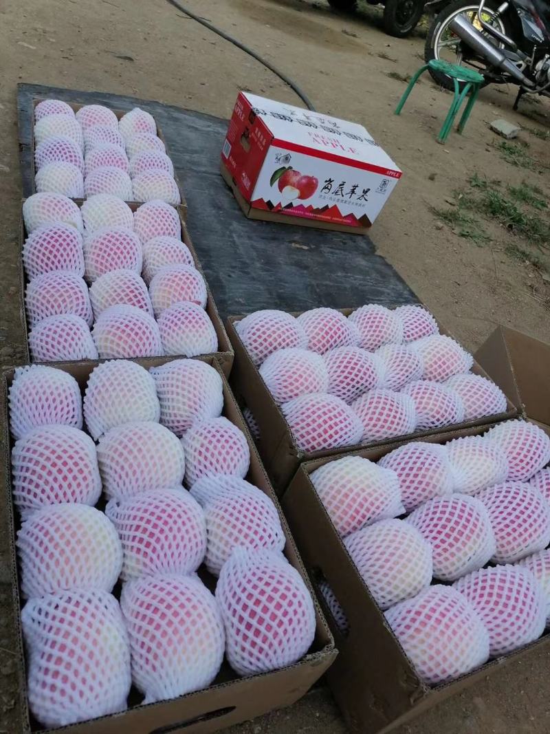 精品优质红富士出售全国各地
