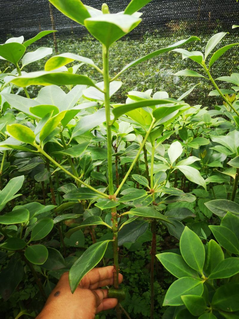 大红八角嫁接苗量大从优质量保证欢迎咨询