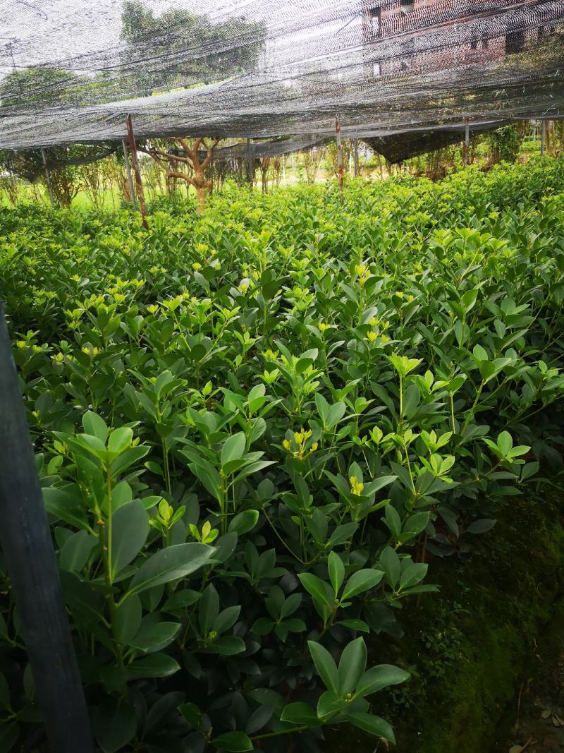 大红八角嫁接苗量大从优质量保证欢迎咨询
