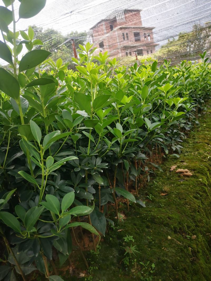 大红八角嫁接苗量大从优质量保证欢迎咨询