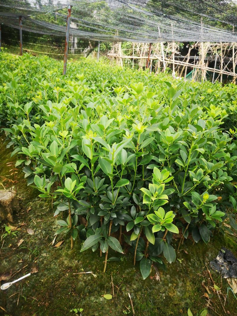 大红八角嫁接苗量大从优质量保证欢迎咨询