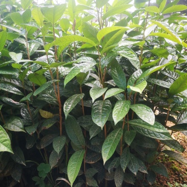 纯正防普金花茶原生种子苗杯苗