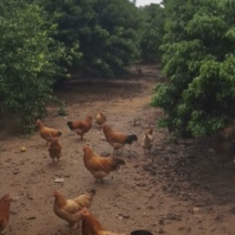 种植.养殖土地出租，转让