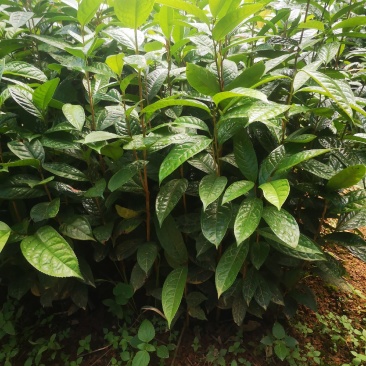 纯正防普金花茶原生种子苗杯苗