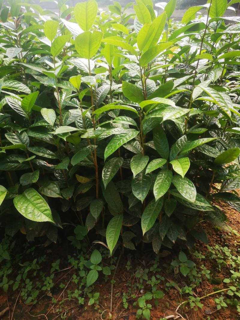 纯正防普金花茶原生种子苗杯苗
