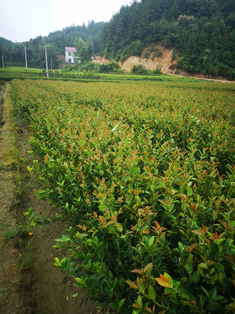 嫁接油茶苗，植生苗湘林1号，岑软2号，3号。