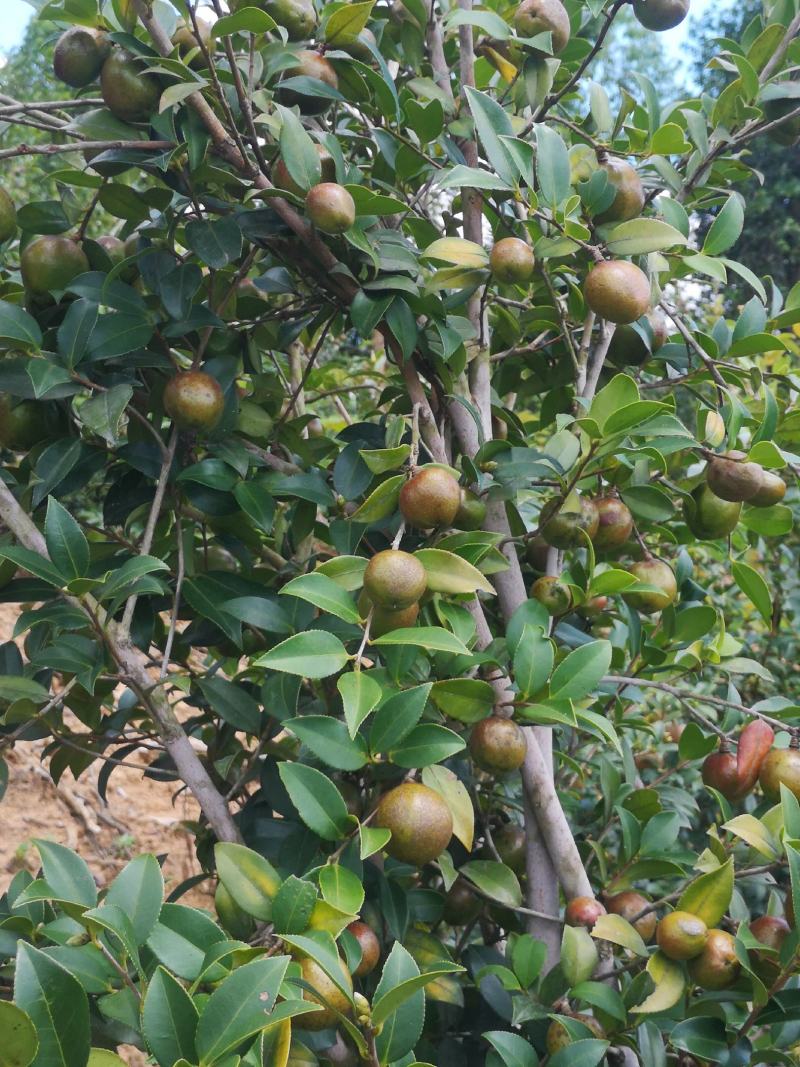 嫁接油茶苗，植生苗湘林1号，岑软2号，3号。