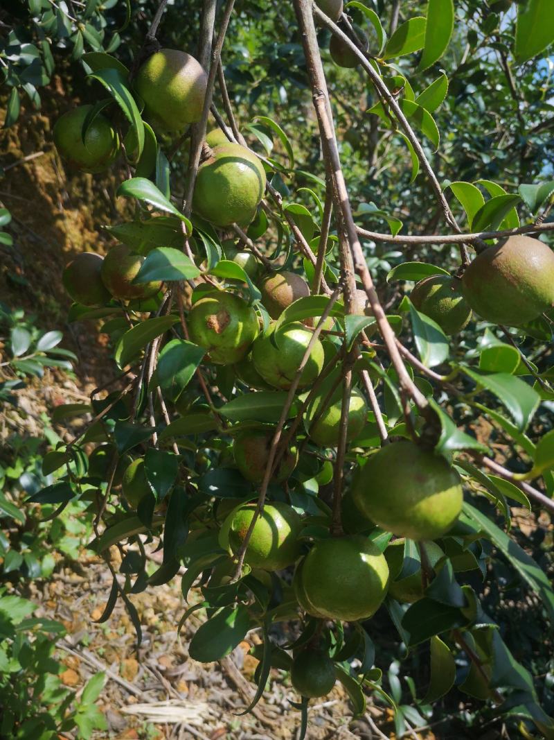 嫁接油茶苗，植生苗湘林1号，岑软2号，3号。