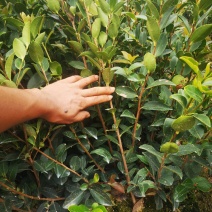 嫁接油茶苗，植生苗湘林1号，岑软2号，3号。