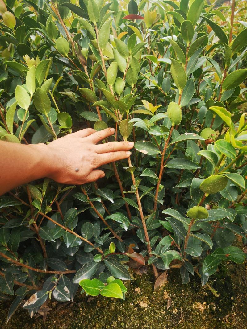 嫁接油茶苗，植生苗湘林1号，岑软2号，3号。