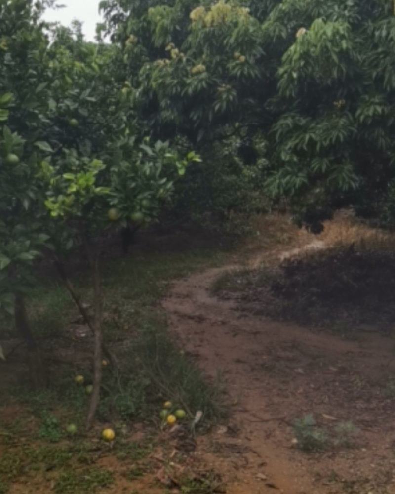 种植.养殖土地出租，转让