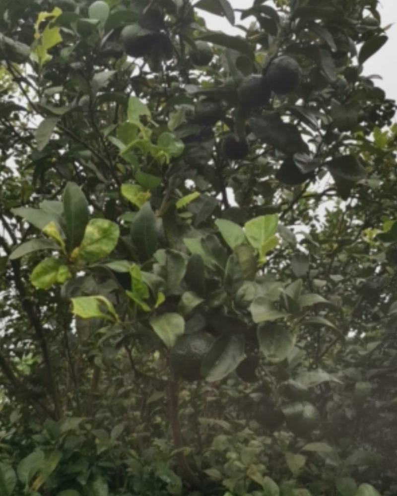 种植.养殖土地出租，转让
