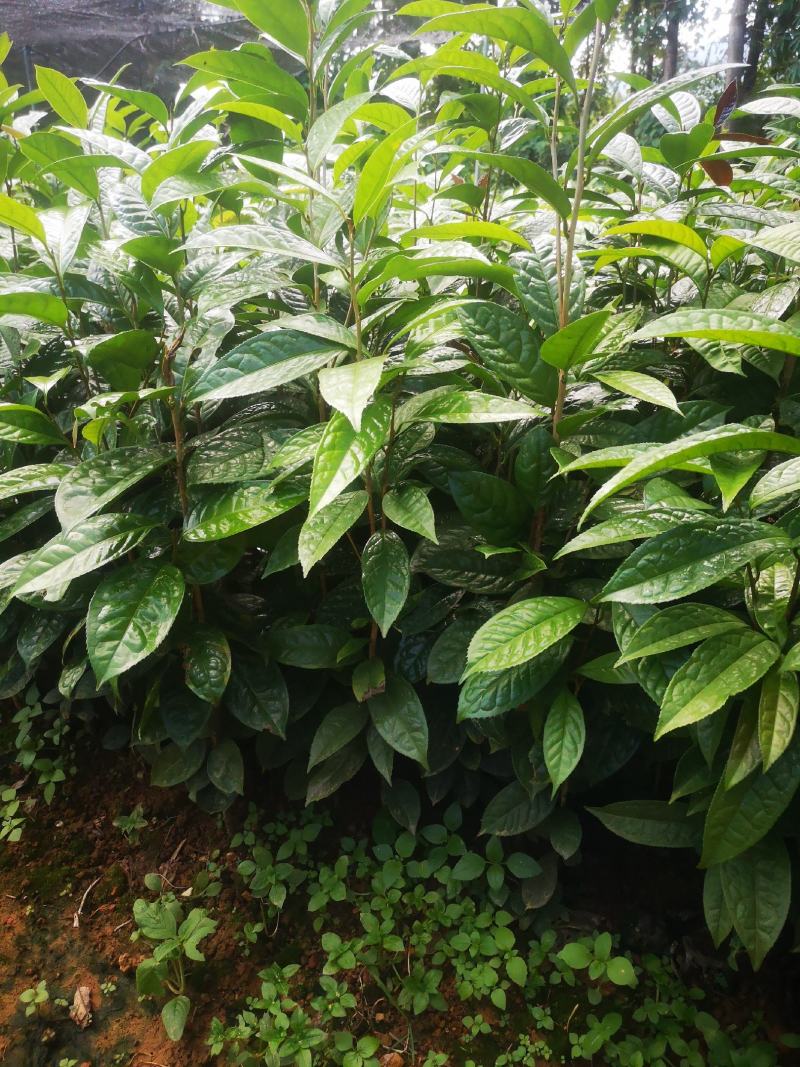 纯正防普金花茶原生种子苗杯苗