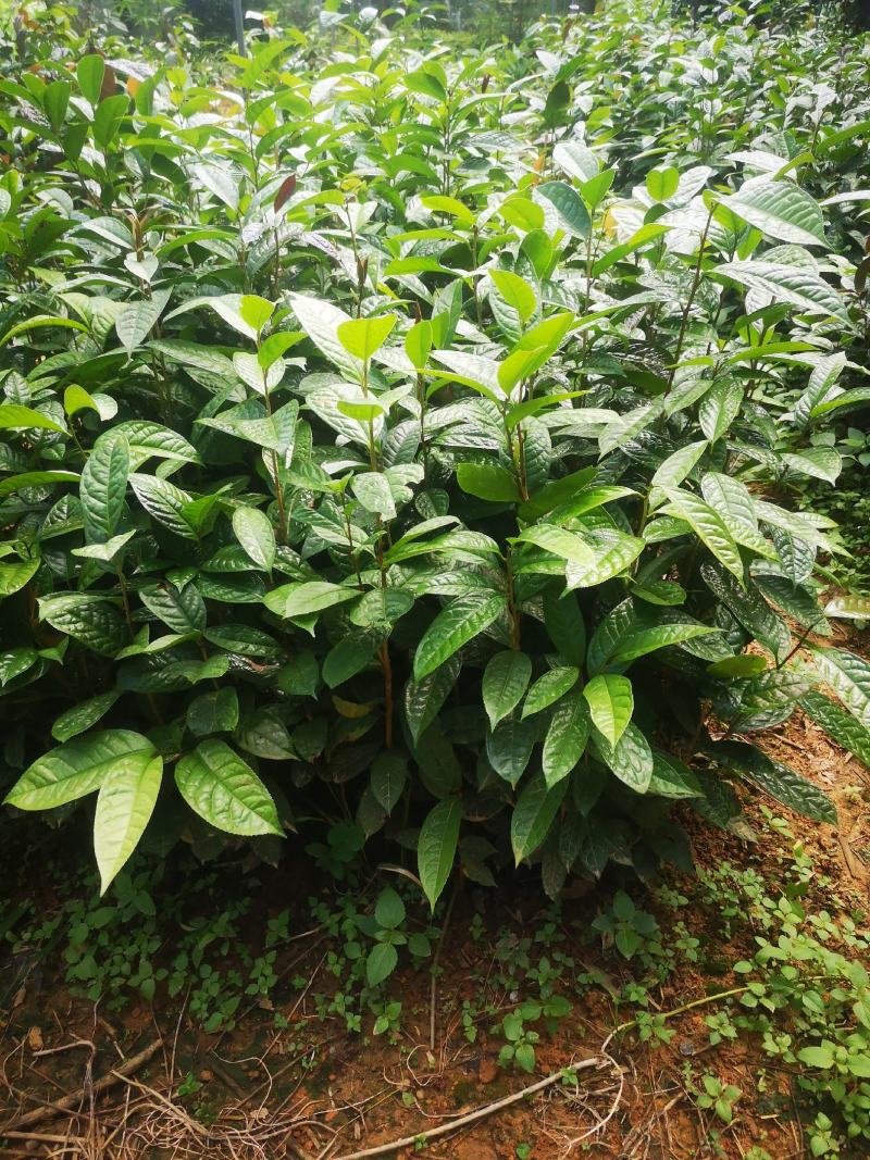 纯正防普金花茶原生种子苗杯苗