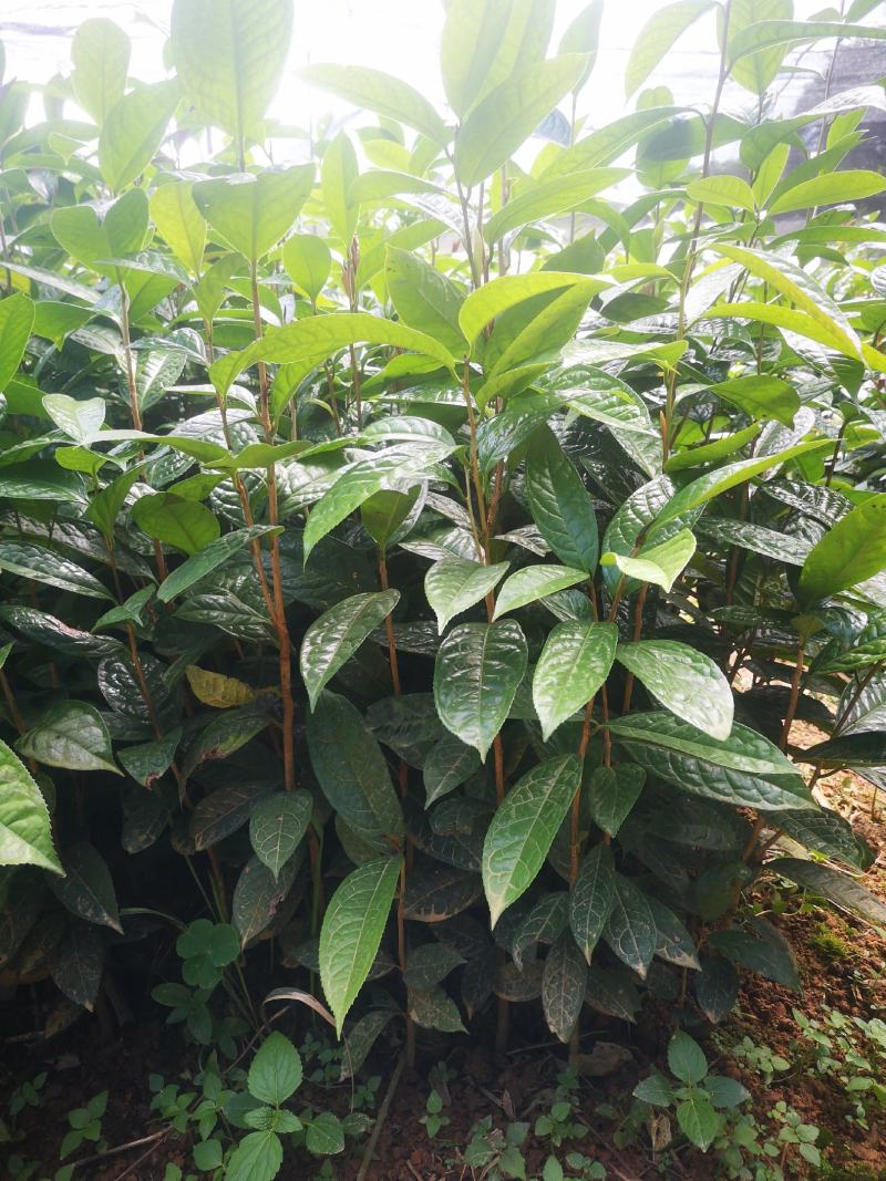 纯正防普金花茶原生种子苗杯苗
