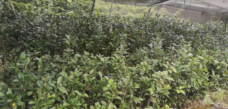 纯正防普金花茶原生种子苗杯苗
