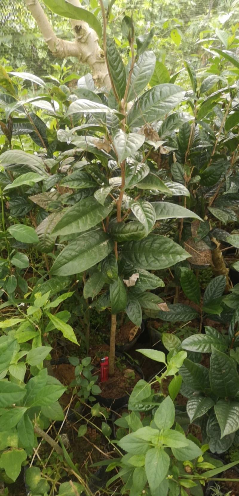 纯正防普金花茶原生种子苗杯苗