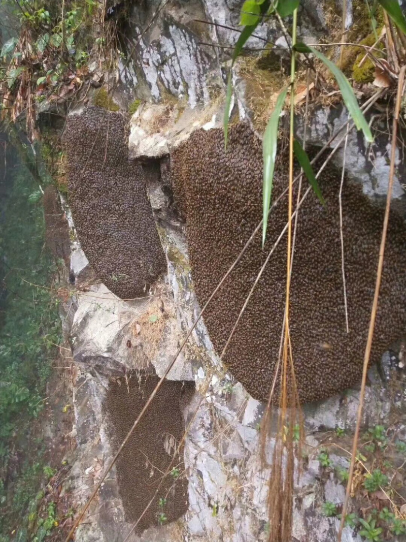 悬崖蜜崖蜜岩蜜野生蜂蜜