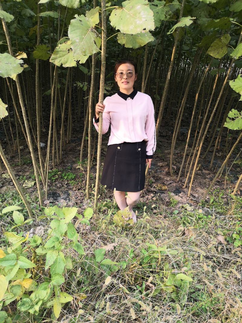 杨树苗速生苗无絮南林杨树苗3804百亩基地实地考