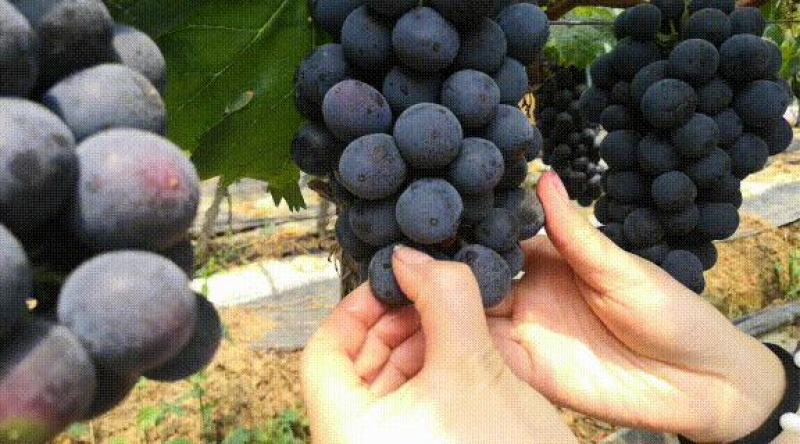 夏黑葡萄树苗糖度18好管理基地直发现挖先发