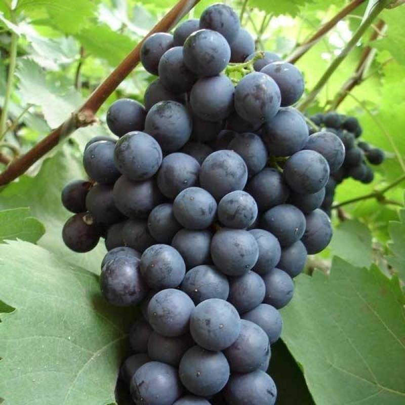 夏黑葡萄树苗糖度18好管理基地直发现挖先发