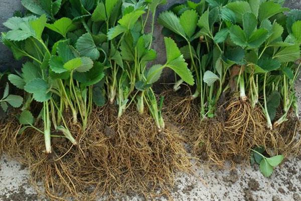 健康的白色蓝莓根系与病变褐色根系对比图,用于判断植株健康状态 蓝莓根系健康对比图