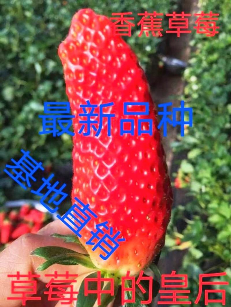 香蕉草莓基地直发现挖现发保品种保质量山东种苗