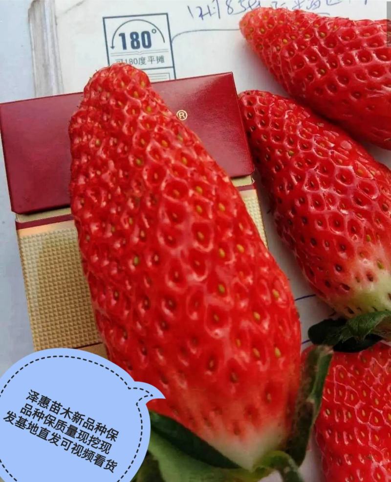 香蕉草莓基地直发现挖现发保品种保质量山东种苗