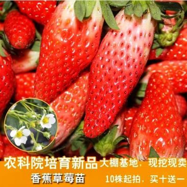 香蕉草莓基地直发现挖现发保品种保质量山东种苗